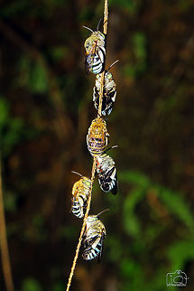 Resting Bees  Bees