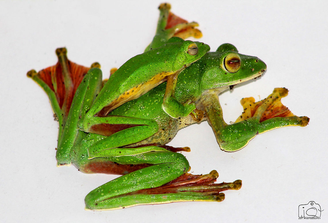 Green Frog  Green Frog,Malabar gliding frog,Rhacophorus malabaricus,frog