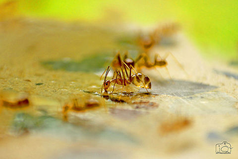 Ants World  Ants,Macro