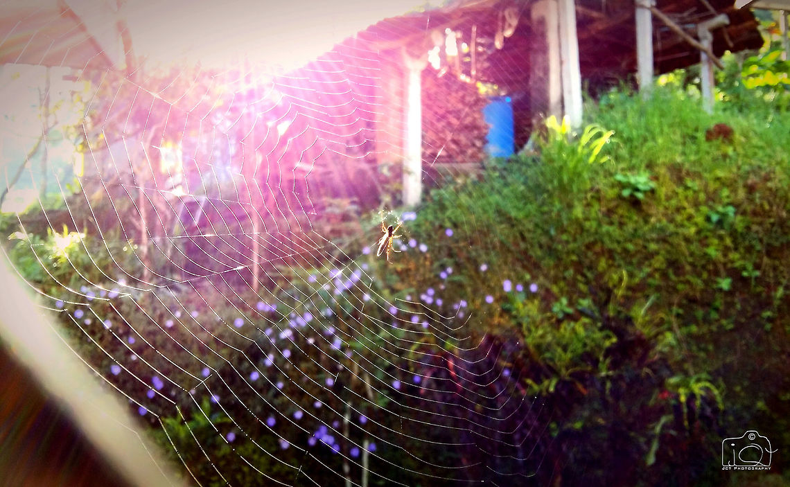 The real Web Designer A Mobile Click Spider,spider web,sun,web