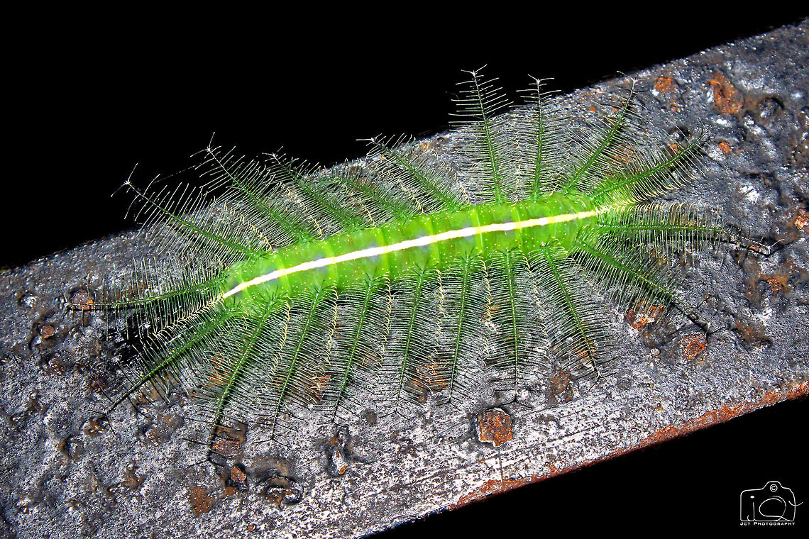 Caterpillar  Caterpillar,Common Baron,Euthalia aconthea,Green,Leaf