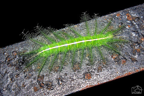 Caterpillar  Caterpillar,Common Baron,Euthalia aconthea,Green,Leaf