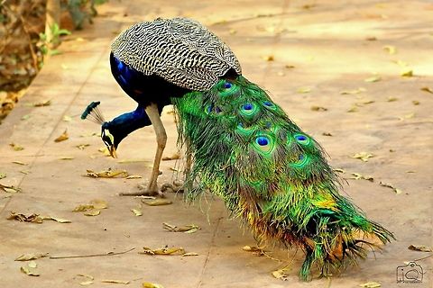 Indian Peacock  Geotagged,India,Indian peafowl,Pavo cristatus,Peacock,Spring