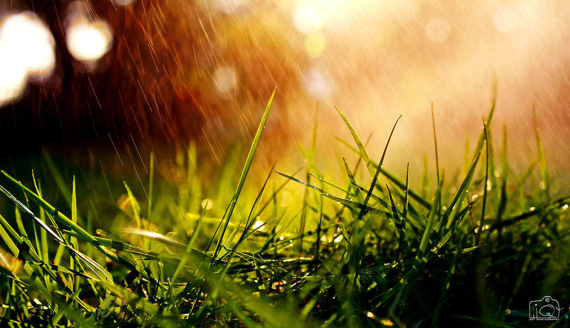 Rain Drops  Grass,Rain drops,rain