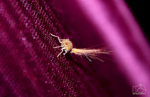 Un-Identified Can anyone say what creature is this ? Dragon