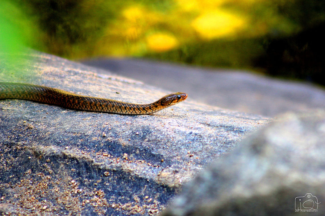 A water snake  Checkered keelback,Xenochrophis piscator,nature,snake,wild