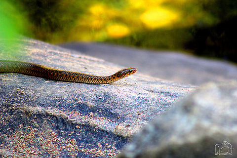 A water snake  Checkered keelback,Xenochrophis piscator,nature,snake,wild