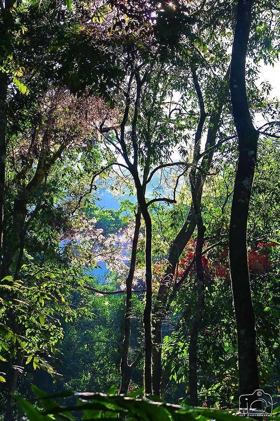 Morning beauty of nature The Beauty of Wayanad, During a wild safari Forest,Kerala,Wayanad,nature,trees