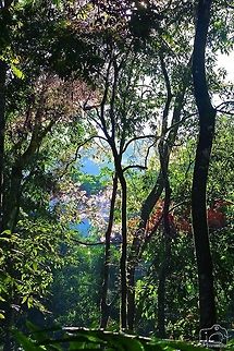 Morning beauty of nature The Beauty of Wayanad, During a wild safari Forest,Kerala,Wayanad,nature,trees