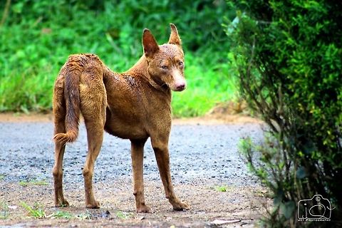 Browny Doggy * This is not a pet dog Canis lupus familiaris,Dog,Domestic dog,brown,wet dog