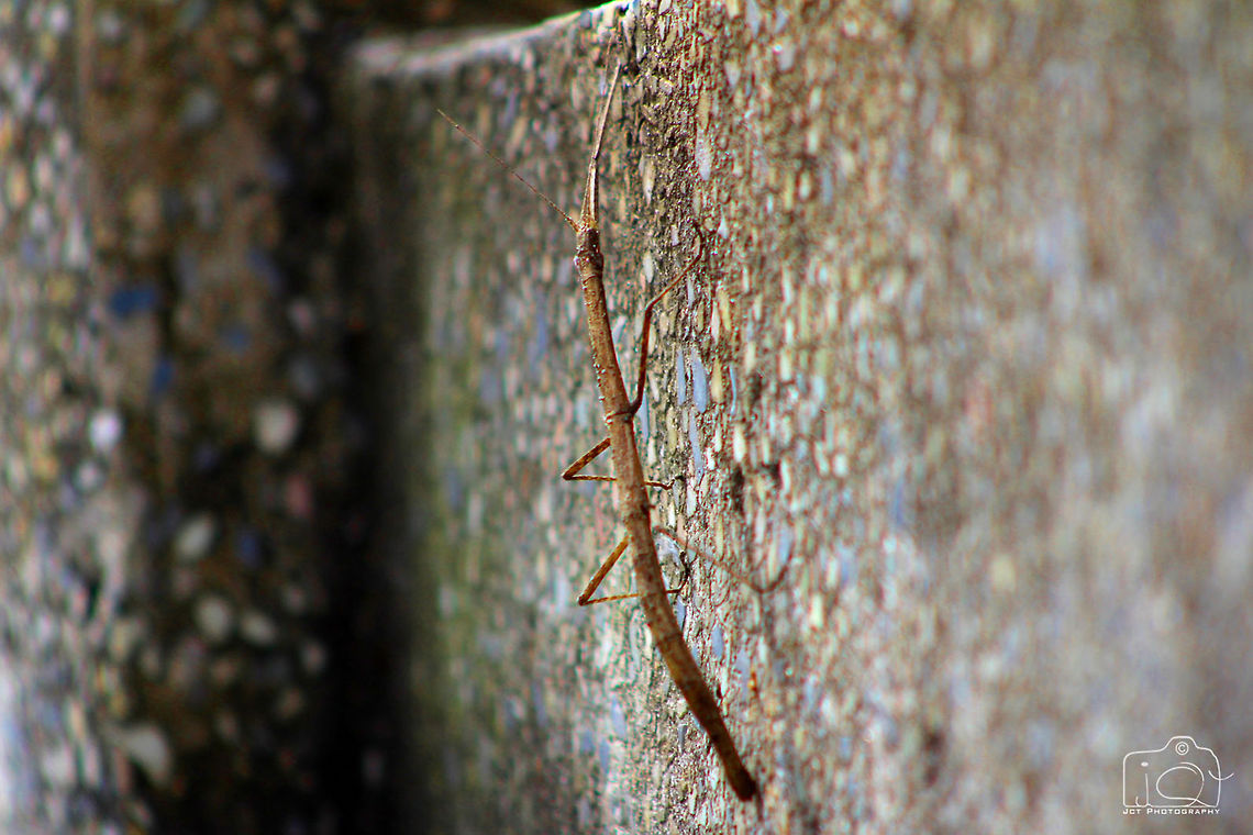 Invisible Stick Mantis  Stick Mantis,mantis