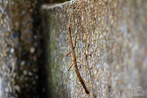 Invisible Stick Mantis  Stick Mantis,mantis