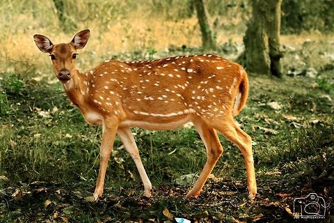 Spotted deer  Axis axis,Axis deer,Deer,Forest,Geotagged,India,Kerala,Muthanga wild life sanctuary,Spring,spotted deer,wayanad