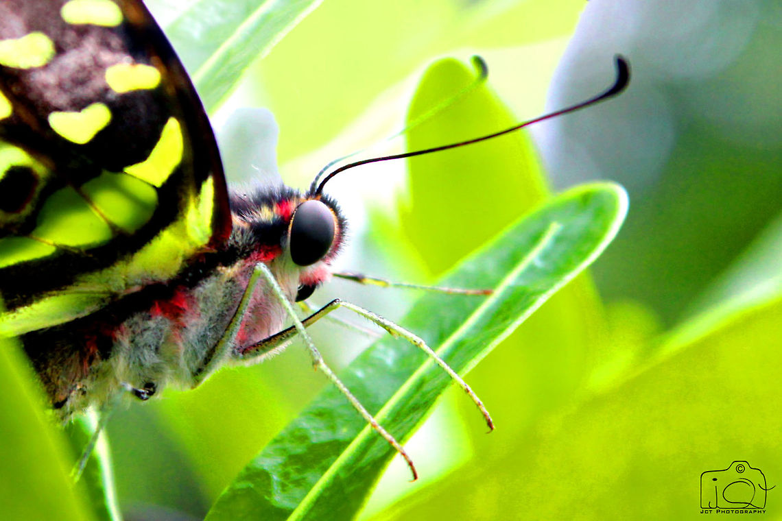 Butterfly  Butterfly,Graphium agamemnon,Tailed Jay