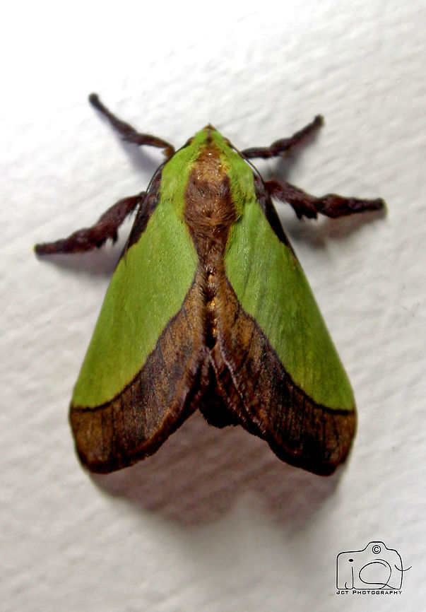 A Moth Night Flier Moth