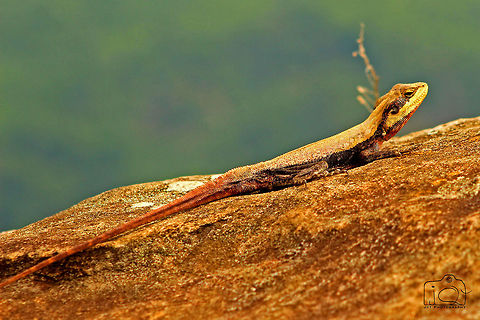 Lizard on the Rocks  Geotagged,India,Lizard,Peninsular rock agama,Psammophilus dorsalis,Spring