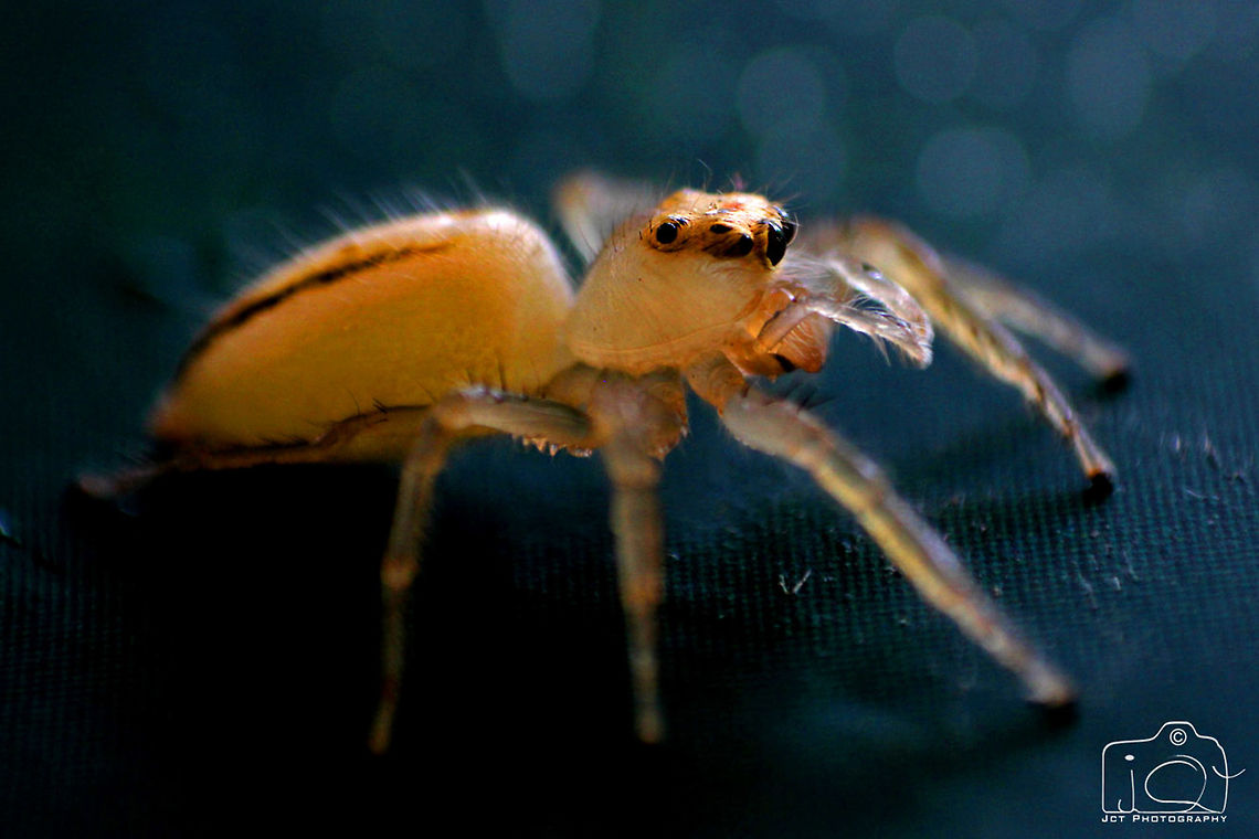 Juvenile Jumping Spider  Macro,Spider,jumper,juvenile
