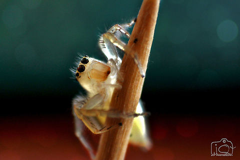 Juvenile Jumping Spider  Macro,Spider,jumper,juvenile