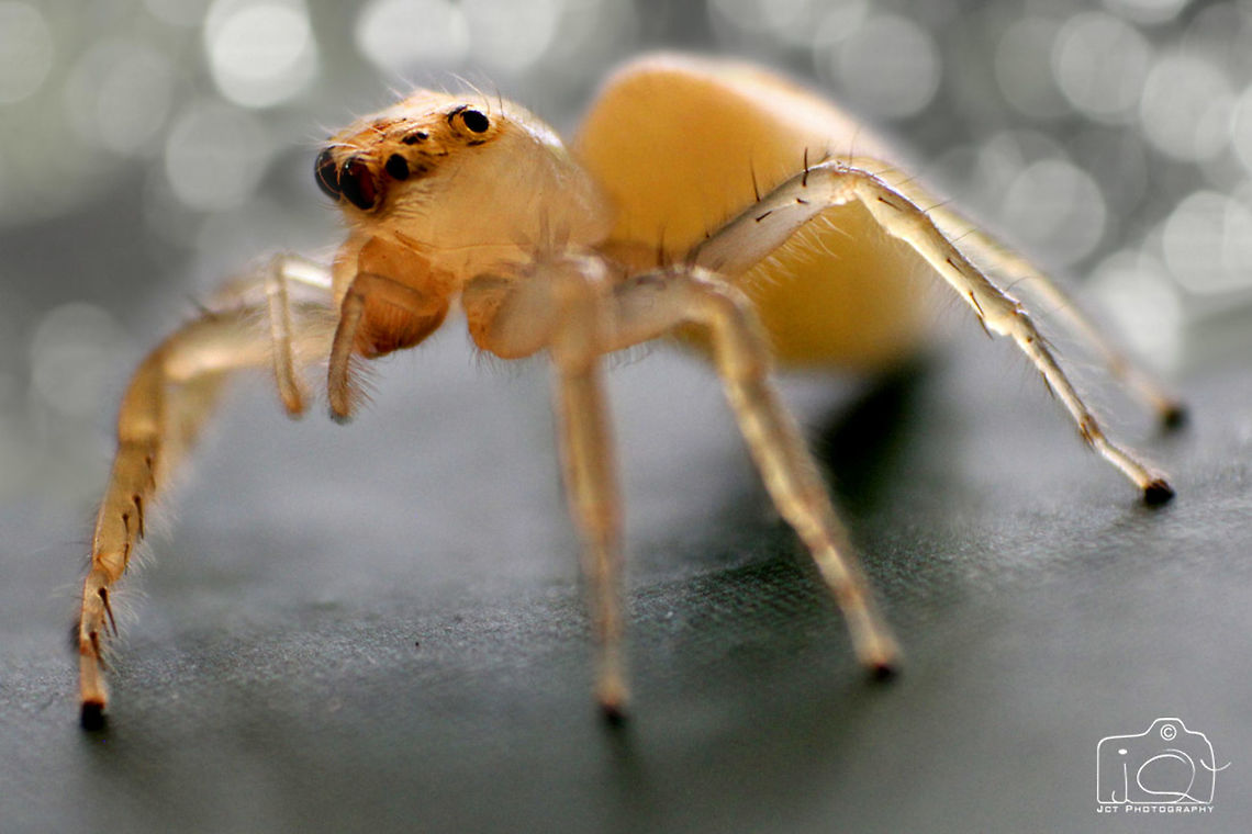 Juvenile Jumping Spider  Macro,Spider,jumper,juvenile
