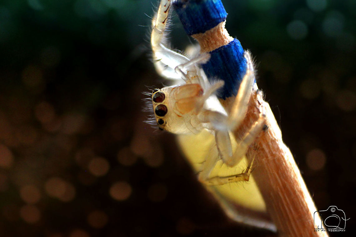 Juvenile Jumping Spider  Macro,Spider,jumper,juvenile