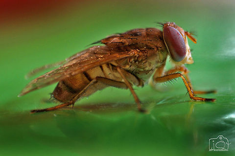 House fly  House fly,Macro,fly