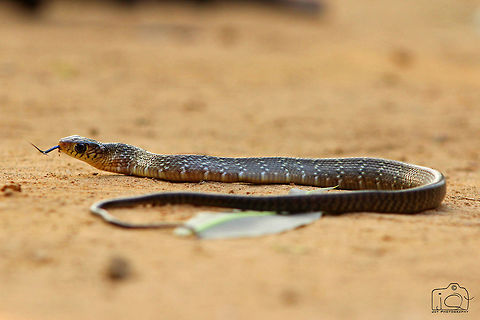A Rat Snake Hope its non-venomous. Oriental ratsnake,Ptyas mucosa,snake