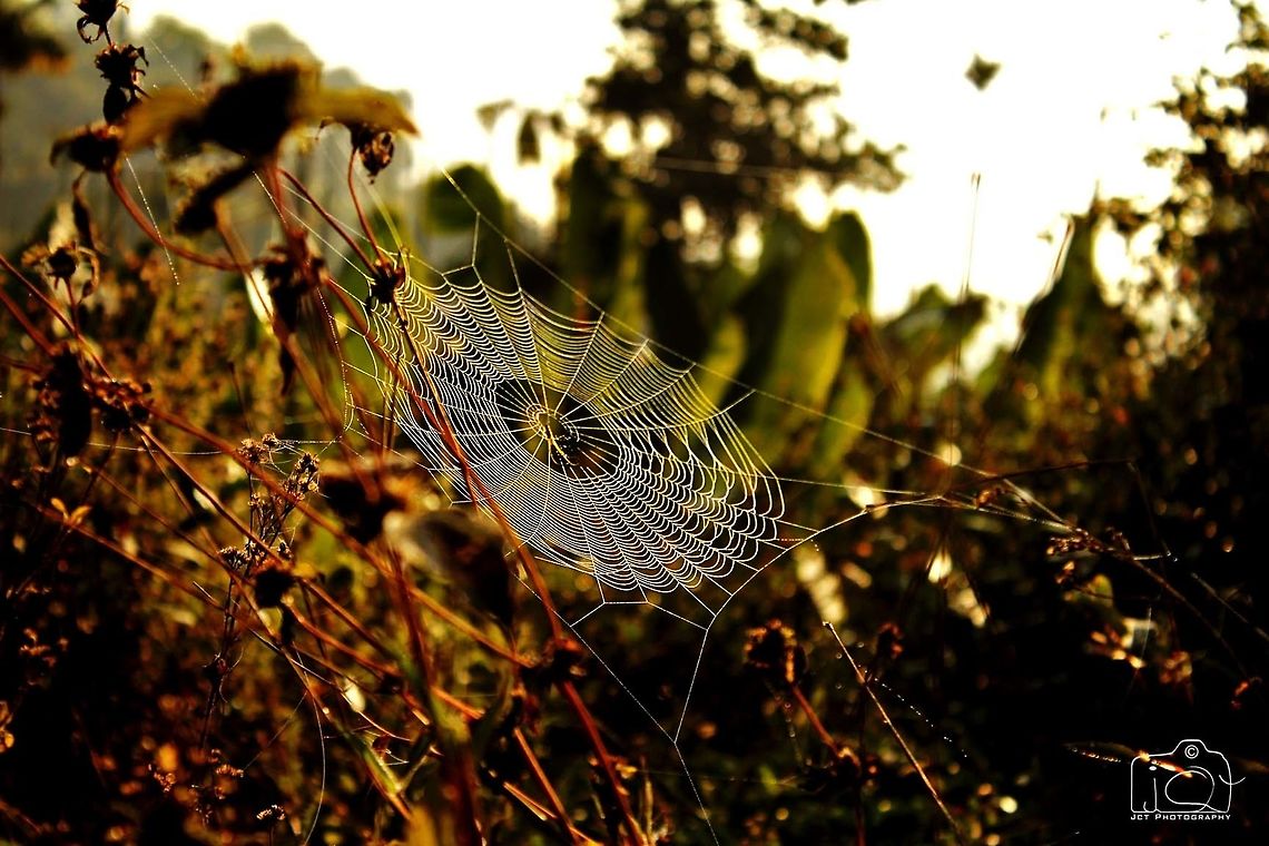 Frozen Web Its a morning shot. Geotagged,India,Spider,Winter,spider web,wayanad,web