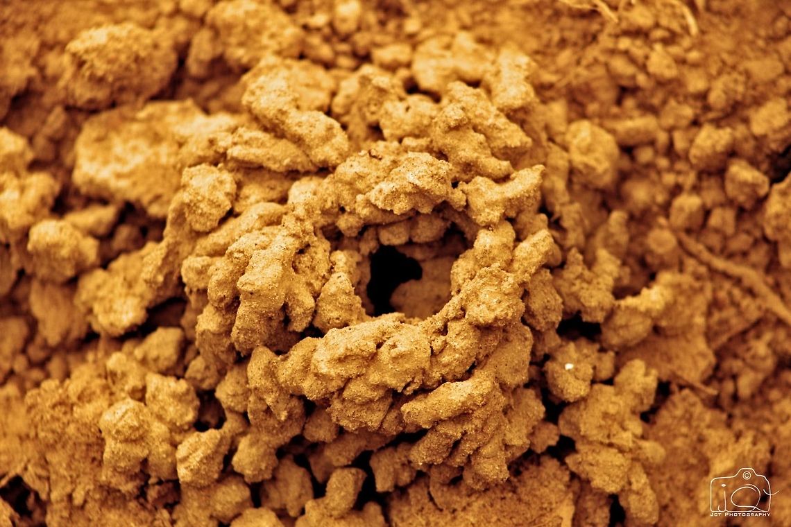 Crab house  Crabs,Geotagged,India,Kerala,Winter,soil,wayanad