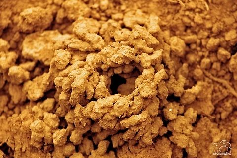 Crab house  Crabs,Geotagged,India,Kerala,Winter,soil,wayanad