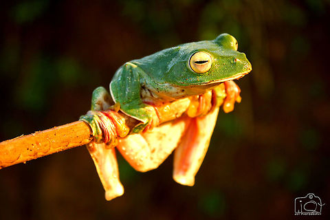 Malabar gliding frog  Green Frog,Malabar gliding frog,Rhacophorus malabaricus,frog