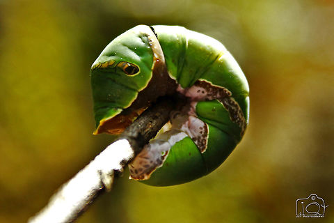 Common mormon caterpillar More Details here..
http://www.animamundimag.com/ANIMA_MUNDI/pdf/AM 17 - Scoop LTC_animaMundi01.pdf Caterpillar,Common Mormon,Papilio polytes,common mormon caterpillar