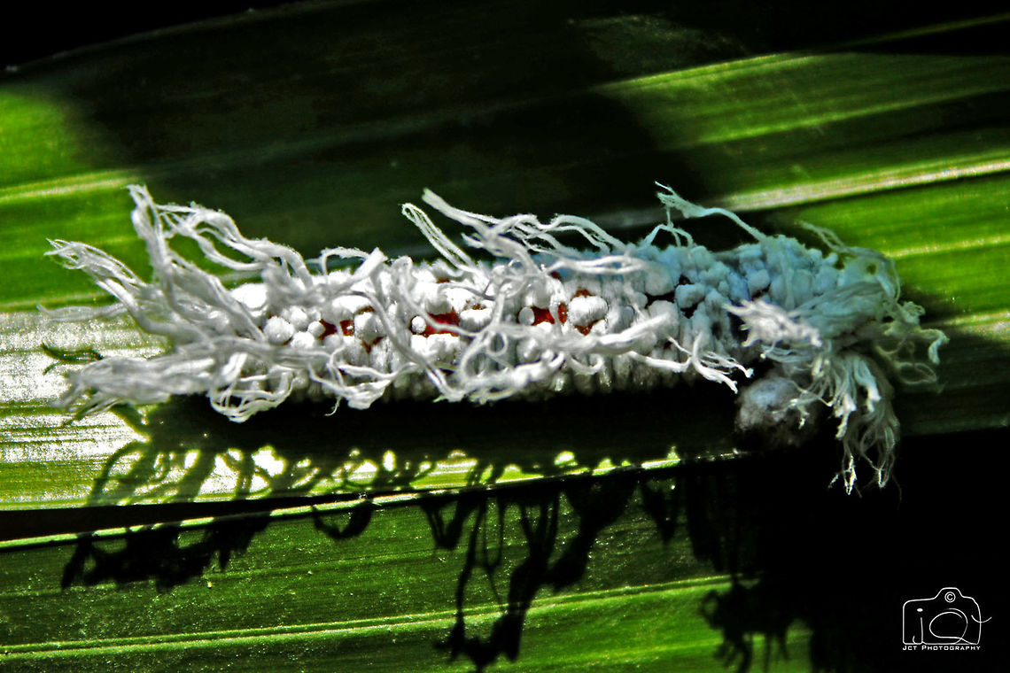 Caterpillar of Giant Red Eye  Gangara thyrsis,Giant Red Eye,Giant Redeye,caterpillar