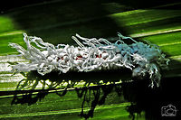 Caterpillar of Giant Red Eye  Gangara thyrsis,Giant Red Eye,Giant Redeye,caterpillar
