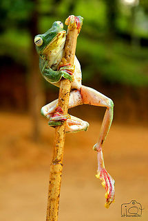 Malabar gliding frog  Malabar gliding frog,Rhacophorus malabaricus,frog