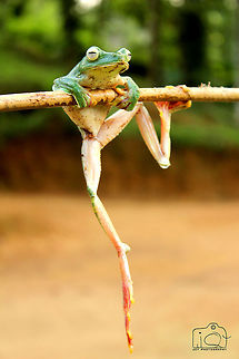 Malabar gliding frog  Malabar gliding frog,Rhacophorus malabaricus