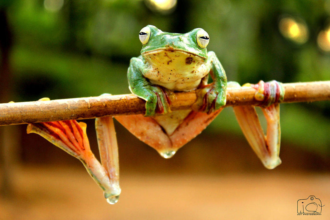 Malabar gliding frog  Malabar gliding frog,Rhacophorus malabaricus