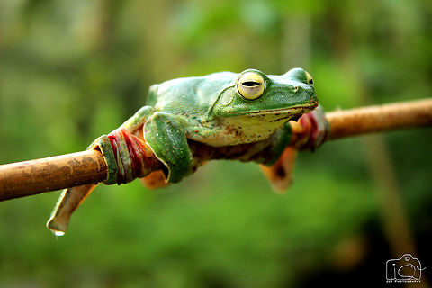 Malabar gliding frog  Kerala,Malabar gliding frog,Rhacophorus malabaricus