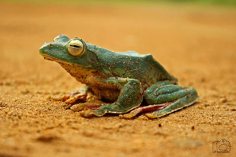 Malabar gliding frog  Malabar gliding frog,Rhacophorus malabaricus