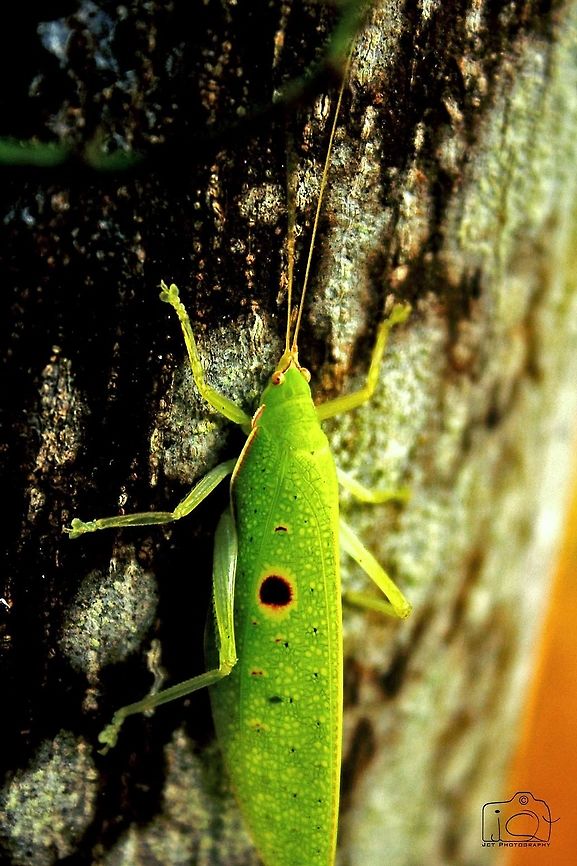 Katydid (a grasshopper family)  Grasshopper,Katydid,Scudderia cuneata,Southeastern bush katydid