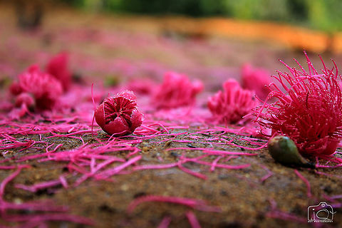 Fallen Flowers  Flowers,Malay (rose) apple,Syzygium malaccense