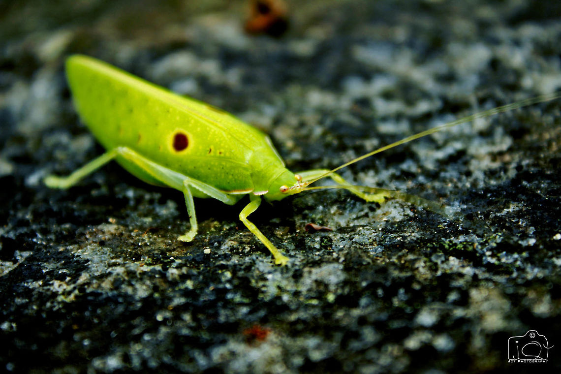 Katydid (a grasshopper family)  Katydid,grasshopper