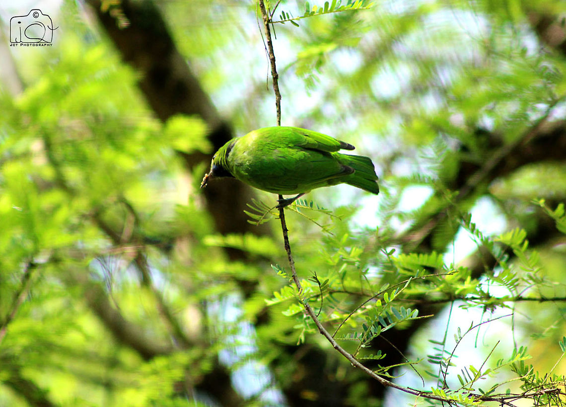 Green Bird  Chloropsis jerdoni,Green,Jerdons Leafbird,bird
