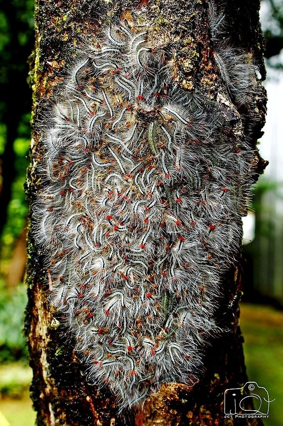 Caterpillars  Caterpillar