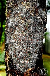 Caterpillars  Caterpillar