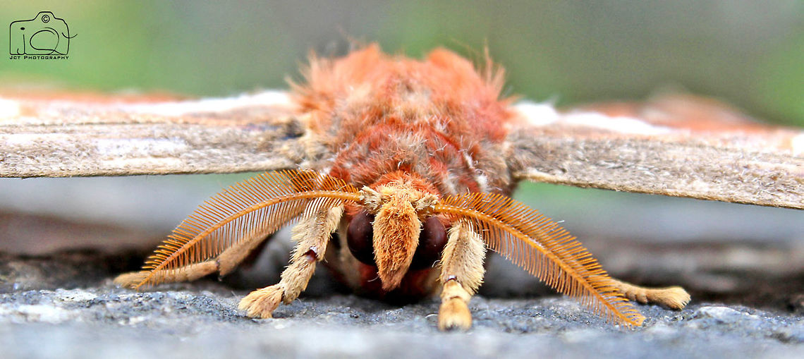 Atlas moth Atlas moths are predominantly tawny to maroon in colour with roughly triangular, diaphanous &quot;eyes&quot; on both forewing and hindwing, bordered in black. Atlas Moth,Atlas moth,Attacus atlas,Butterfly,moth