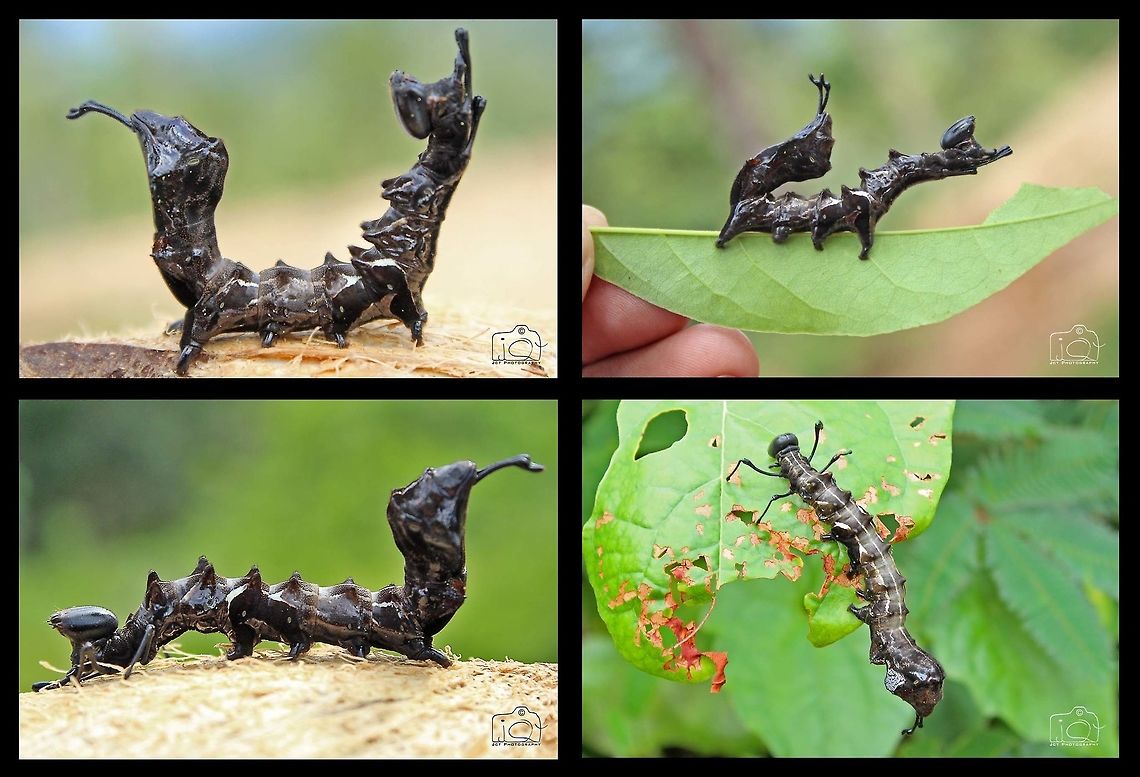 The Ugly fellow  Caterpillar,Lobster moth,Stauropus fagi,ant,moth,moth week 2018