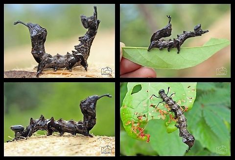 The Ugly fellow  Caterpillar,Lobster moth,Stauropus fagi,ant,moth,moth week 2018