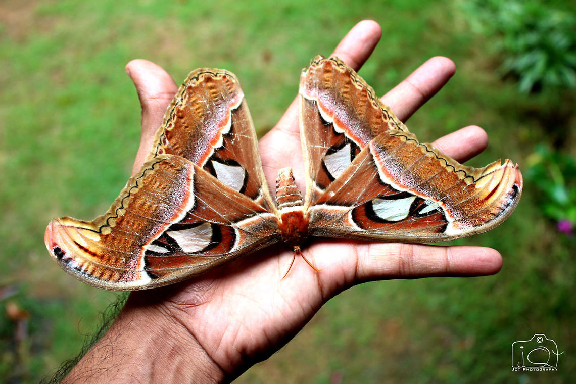 Atlas Moth Atlas moths are predominantly tawny to maroon in colour with roughly triangular, diaphanous "eyes" on both forewing and hind wing, bordered in black. Atlas Moth,Attacus atlas