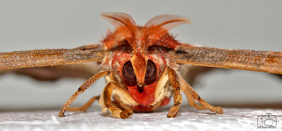 Atlas moth  Atlas Moth,Attacus atlas,Moth