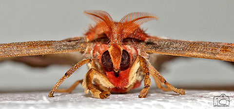 Atlas moth  Atlas Moth,Attacus atlas,Moth